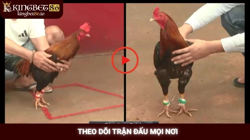 Xem đá gà Thomo trực tiếp Kingbet86 - Link HD không giật 2 Theo dõi trận đấu mọi nơi