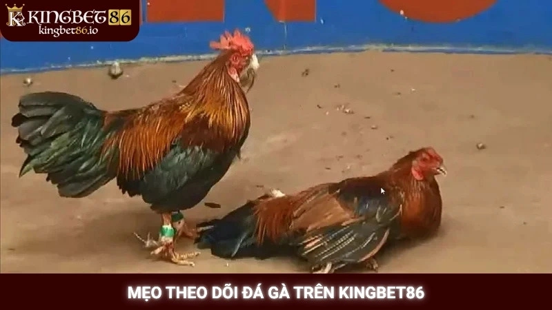 Xem đá gà Thomo trực tiếp Kingbet86 - Link HD không giật 3 Mẹo theo dõi đá gà trên Kingbet86