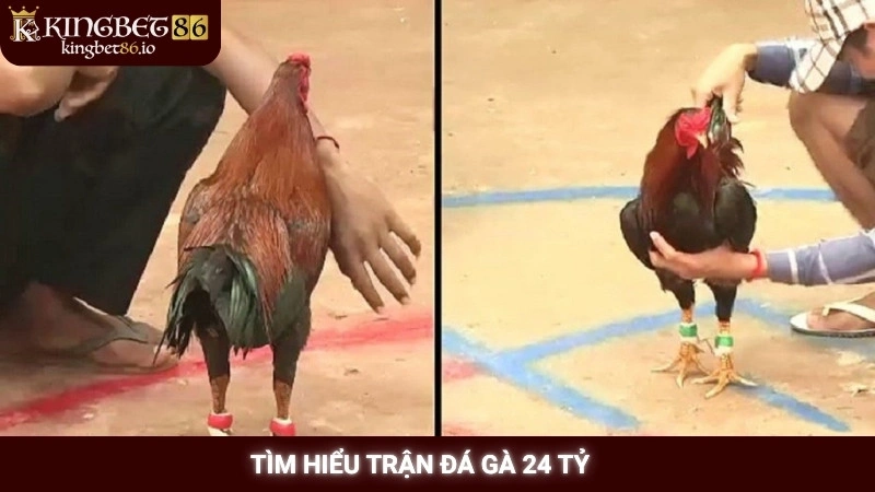 Tìm hiểu trận đá gà 24 tỷ
